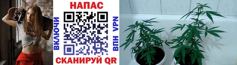 Шишки марихуана тримм  darknet какой сайт  Анжеро-Судженск 